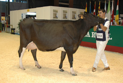 REY 473 DIANA IGNITER