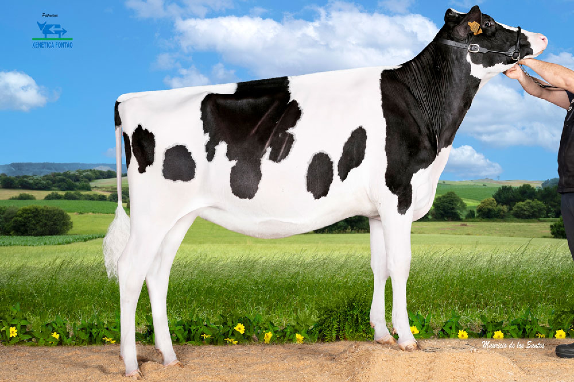 REY 1373 HAXL BAMBI