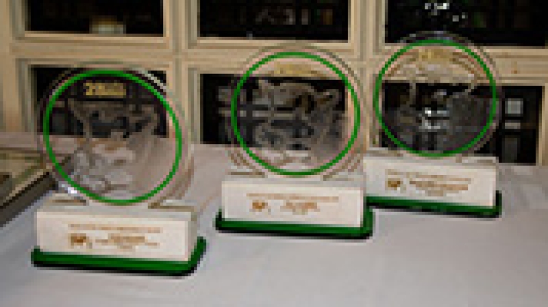   PREMIOS AFRICOR LUGO