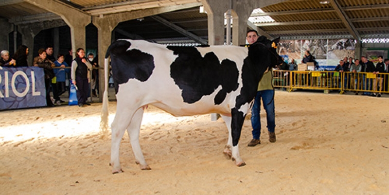 Axudas complementarias por sacrificio obrigatorio de animais