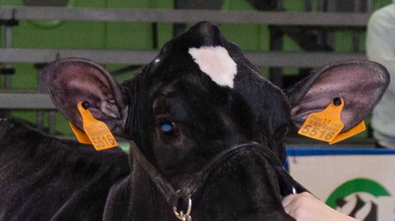 Identificación bovina