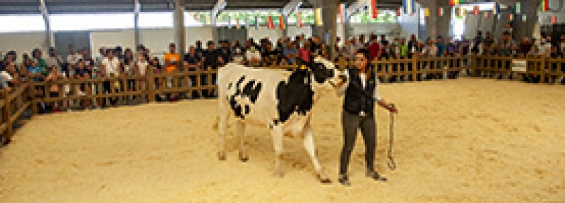 POXA SARRIA