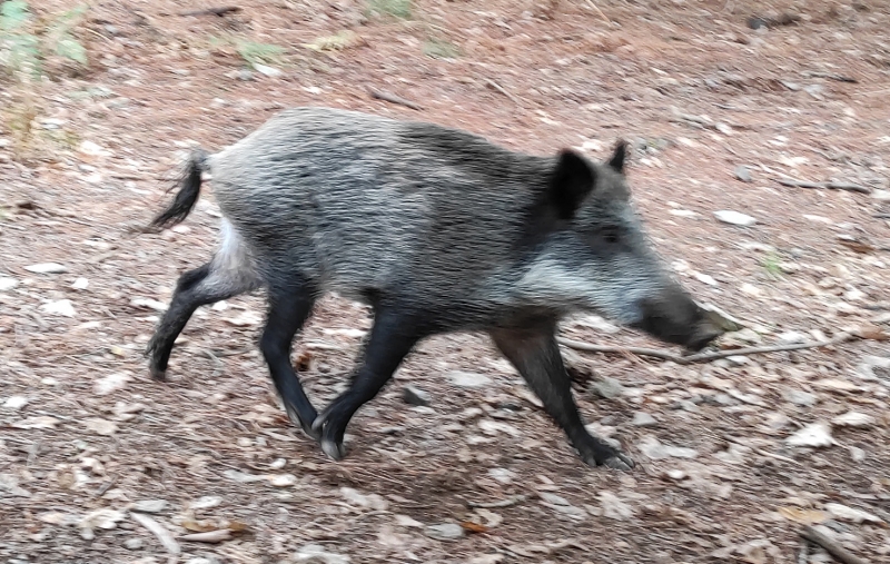 AXUDAS DANOS FAUNA SALVAXE